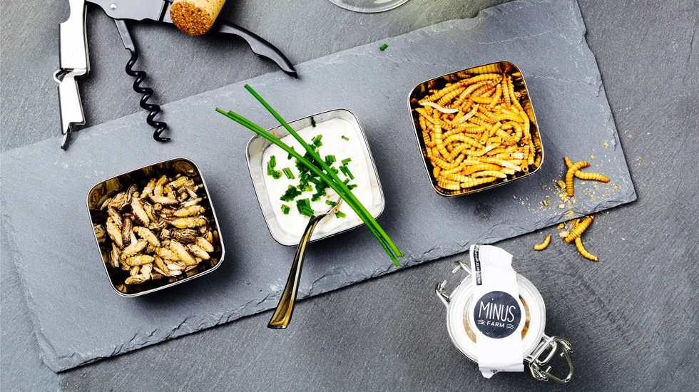 apero apéro avec des insectes